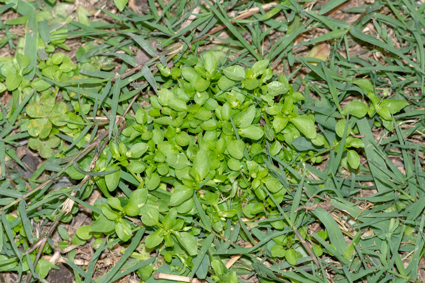 Изображение особи род Stellaria.