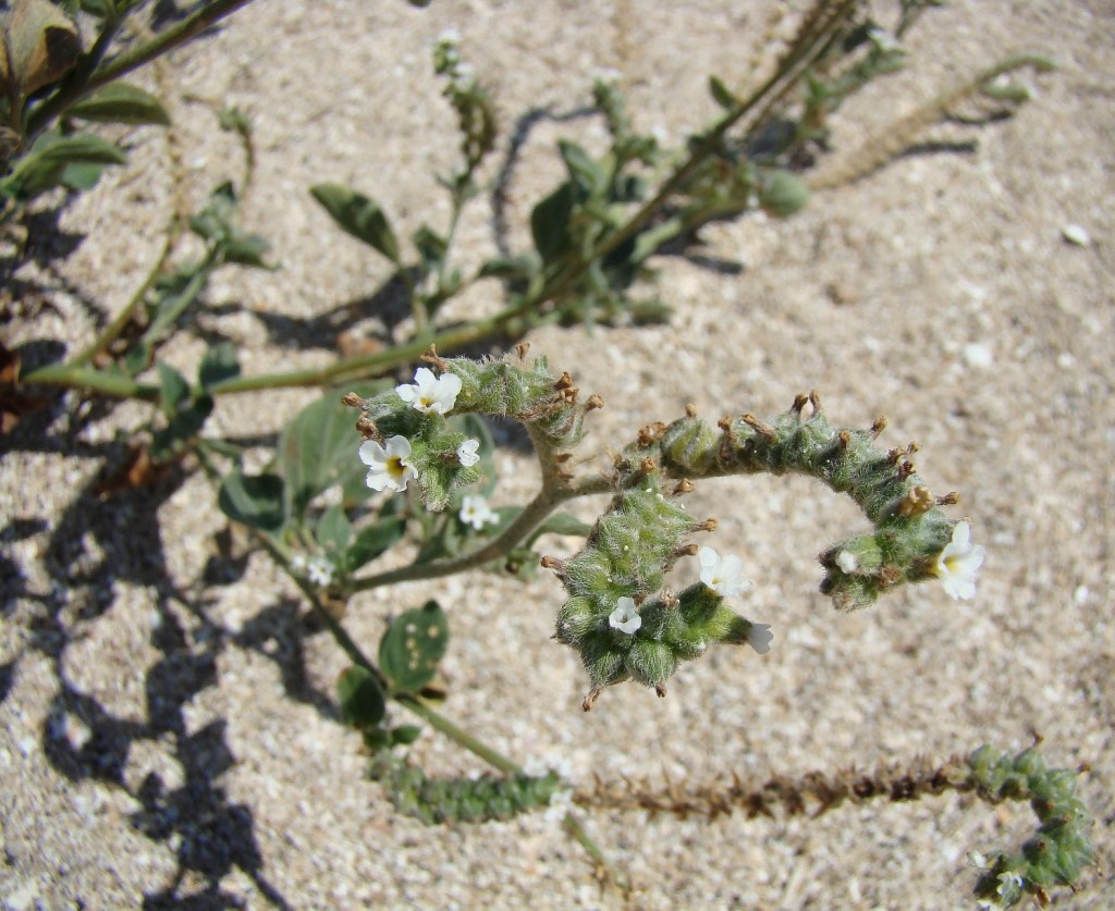 Image of Heliotropium ellipticum specimen.