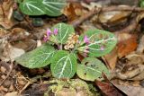 Sonerila pulchella