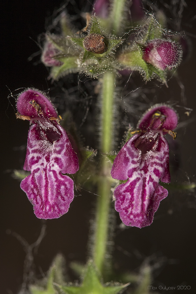 Image of Stachys sylvatica specimen.