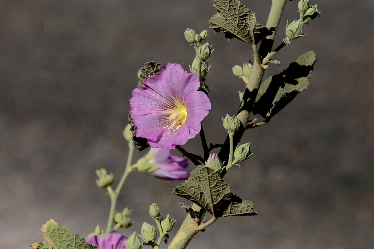 Изображение особи Alcea litwinowii.