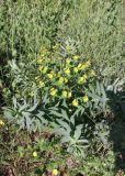 Euphorbia latifolia