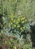Euphorbia latifolia