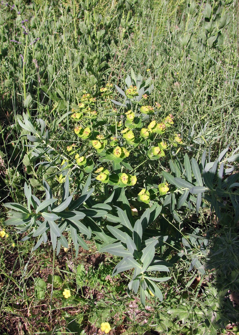 Изображение особи Euphorbia latifolia.