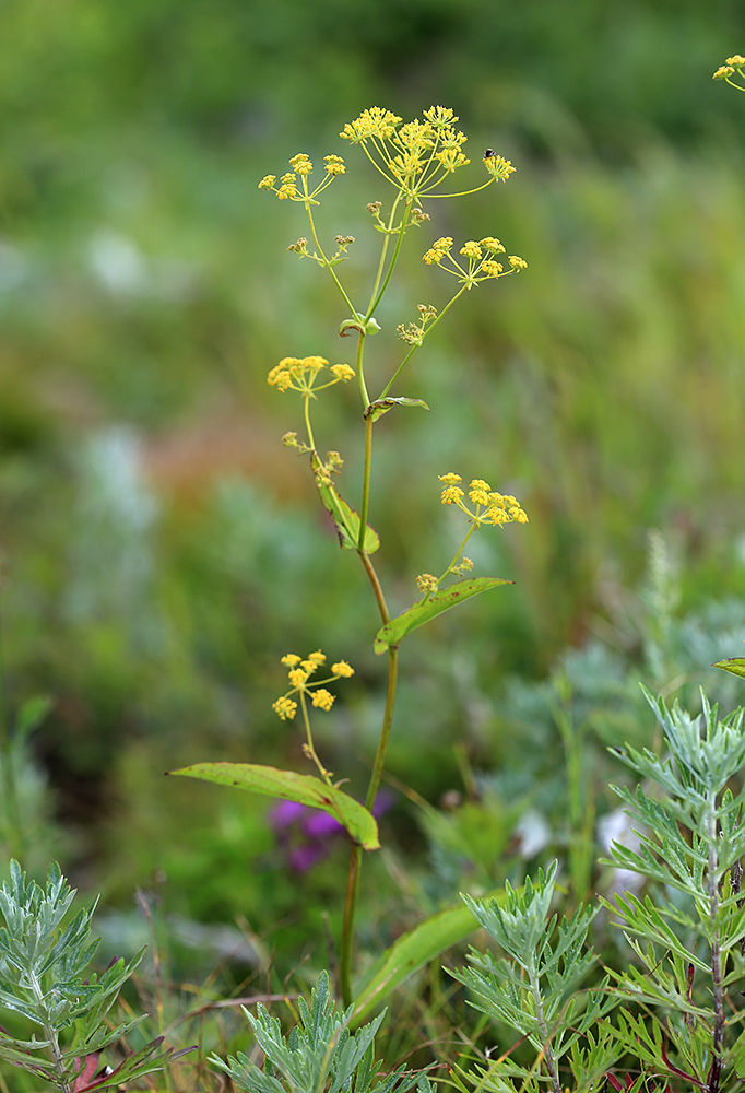 Изображение особи Bupleurum longiradiatum.