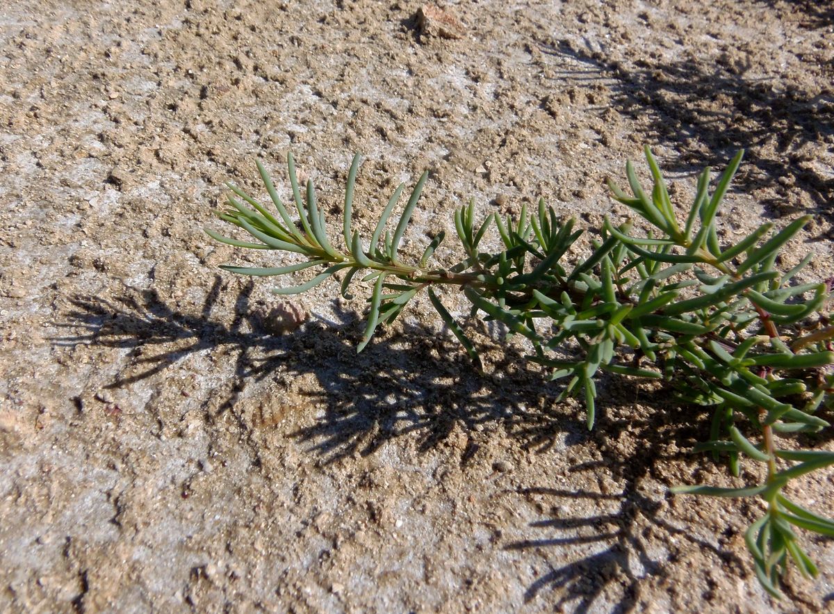 Image of genus Suaeda specimen.