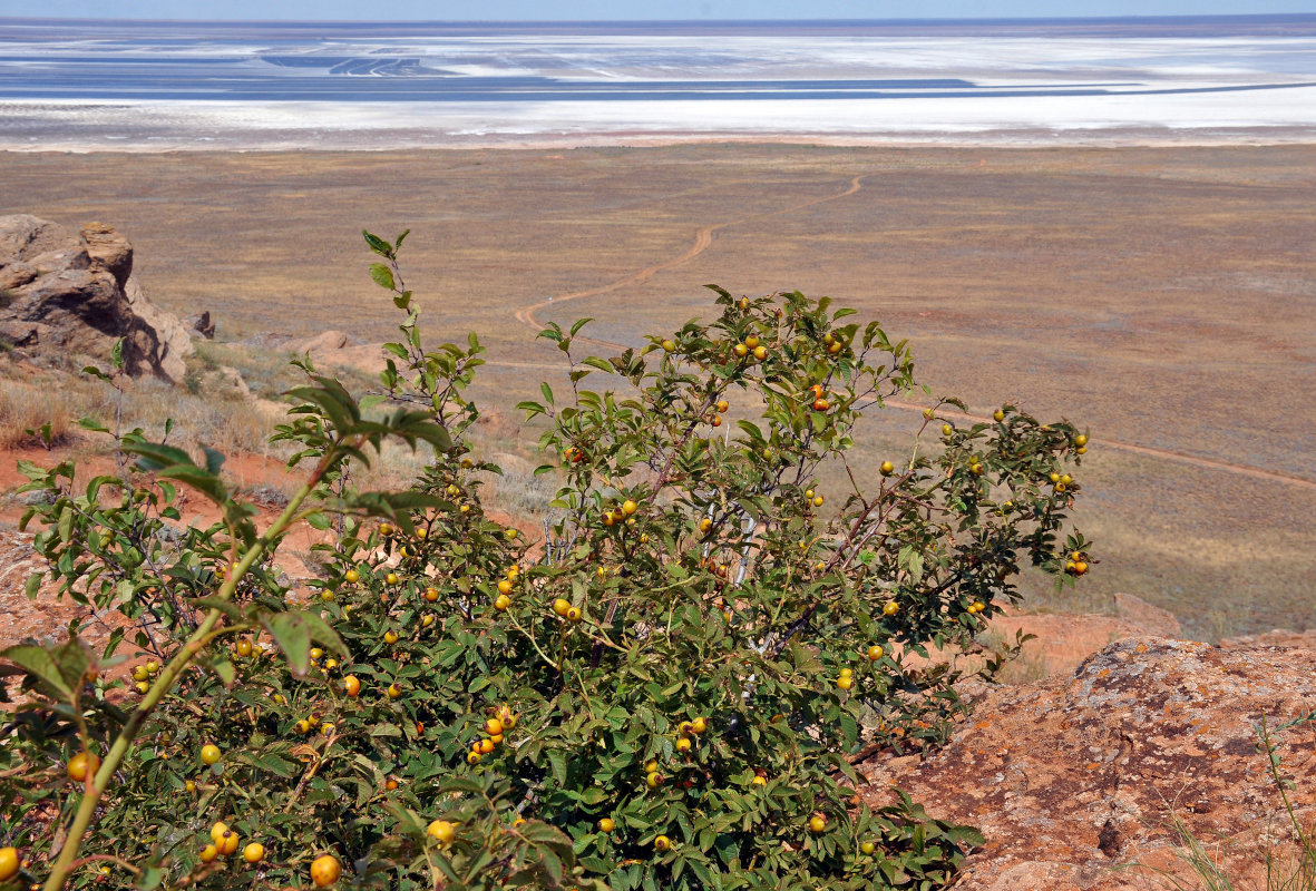 Image of genus Rosa specimen.