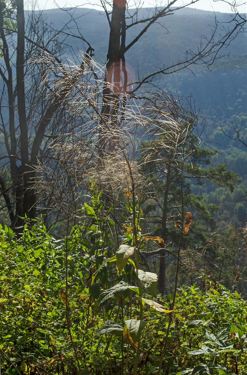 Image of Sisymbrium strictissimum specimen.