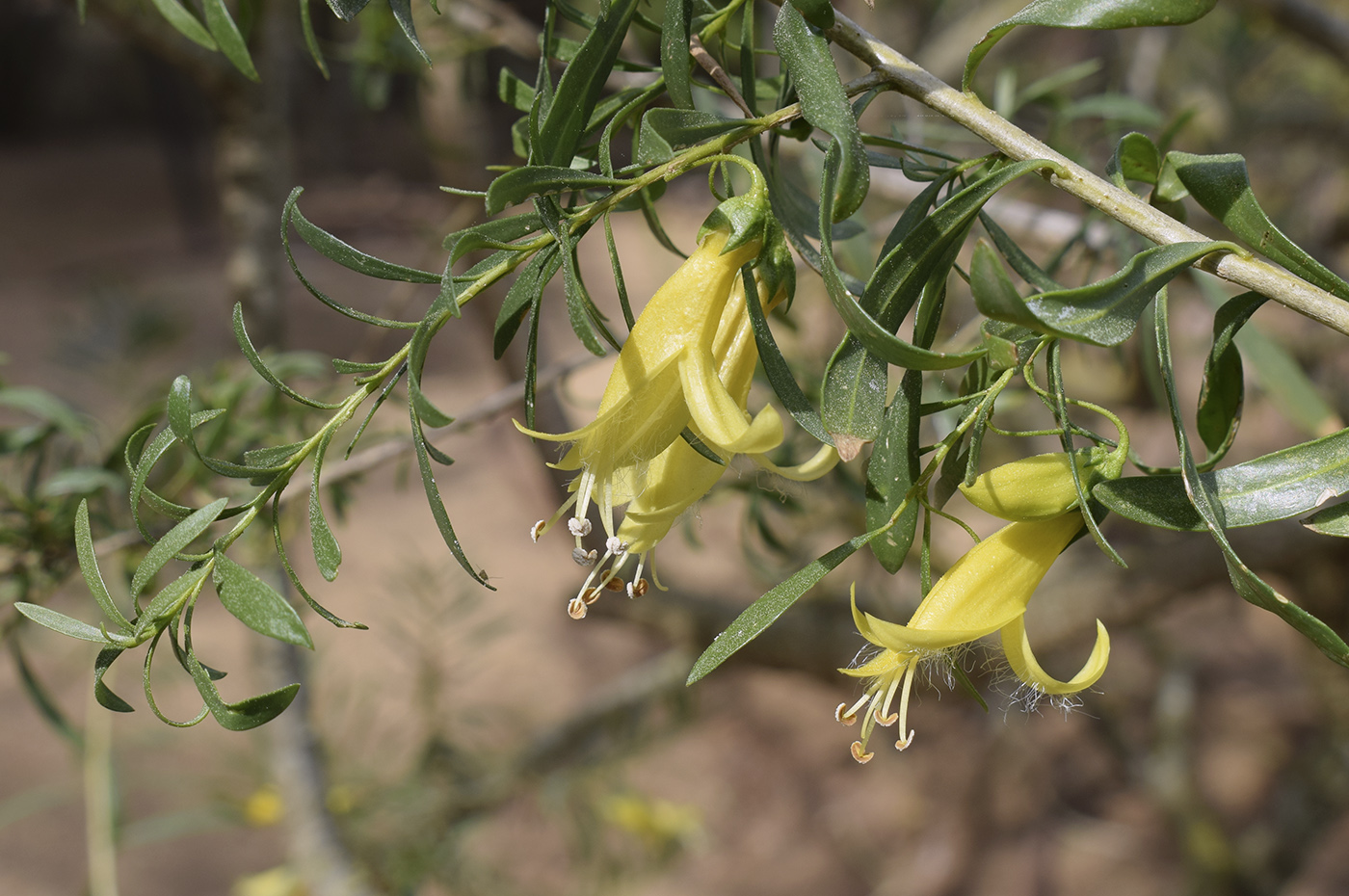 Image of Eremophila maculata specimen.