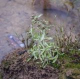 Gnaphalium uliginosum. Плодоносящее растение. Пермский край, Гремячинский р-н, хр. Рудянский Спой, канава вдоль грунтовой дороги в смешанном лесу. 10.10.2020.