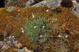 Gypsophila uralensis. Цветущее растение. Челябинская обл., Саткинский р-н, хребет Москаль, ≈ 1000 м н.у.м., поросшая мхами и лишайниками скала. 21.07.2020.