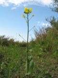 Brassica campestris. Верхушка цветущего и плодоносящего растения. Казахстан, Джунгарский Алатау, верховья Черной Речки, Лепсинский филиал Жонгар-Алатауского национального парка, Черновский участок, 1300 м н.у.м., пожарозащитная распашка между сенокосными и лесными угодьями. 26 августа 2016 г.