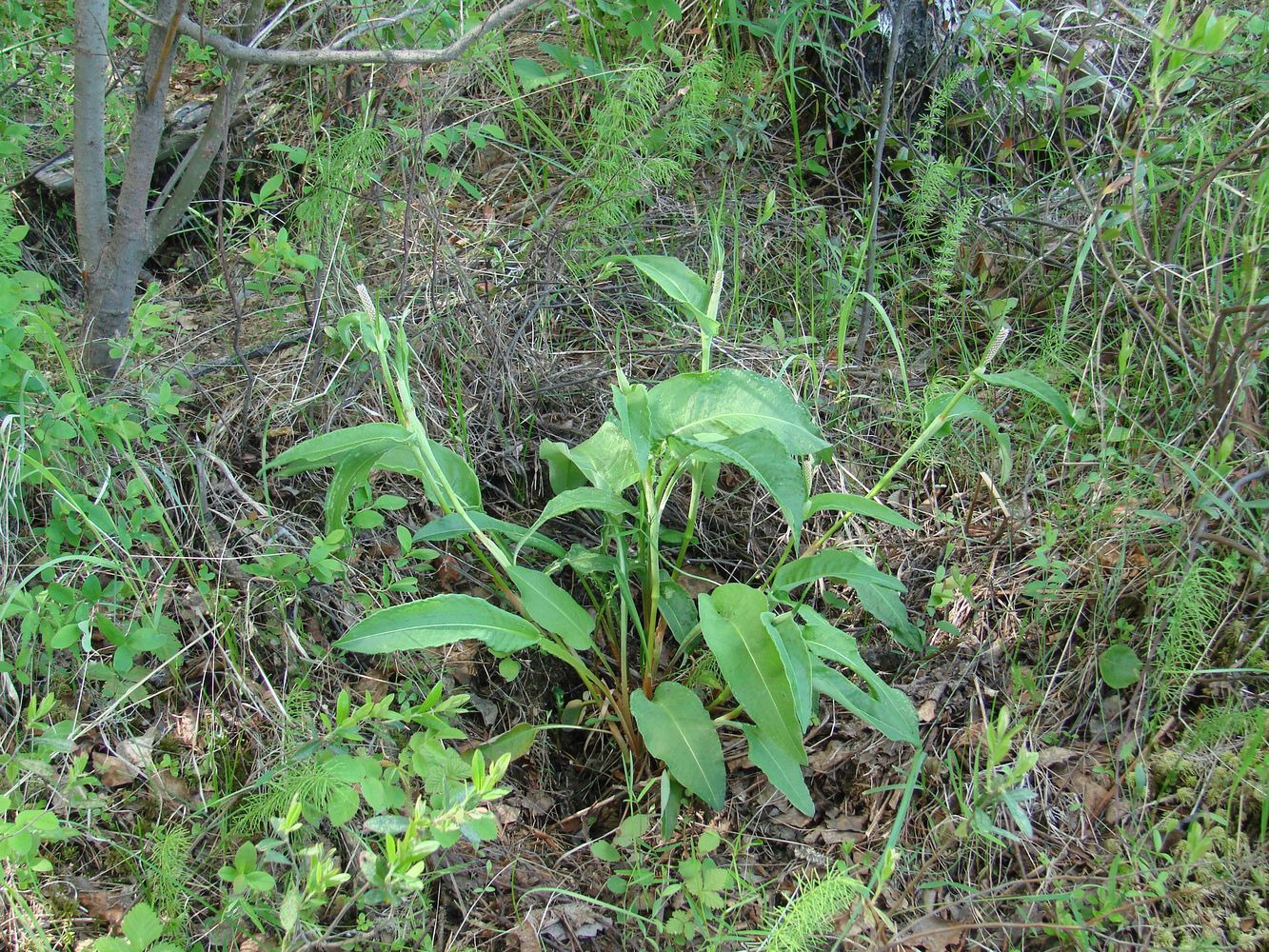 Image of Bistorta officinalis specimen.