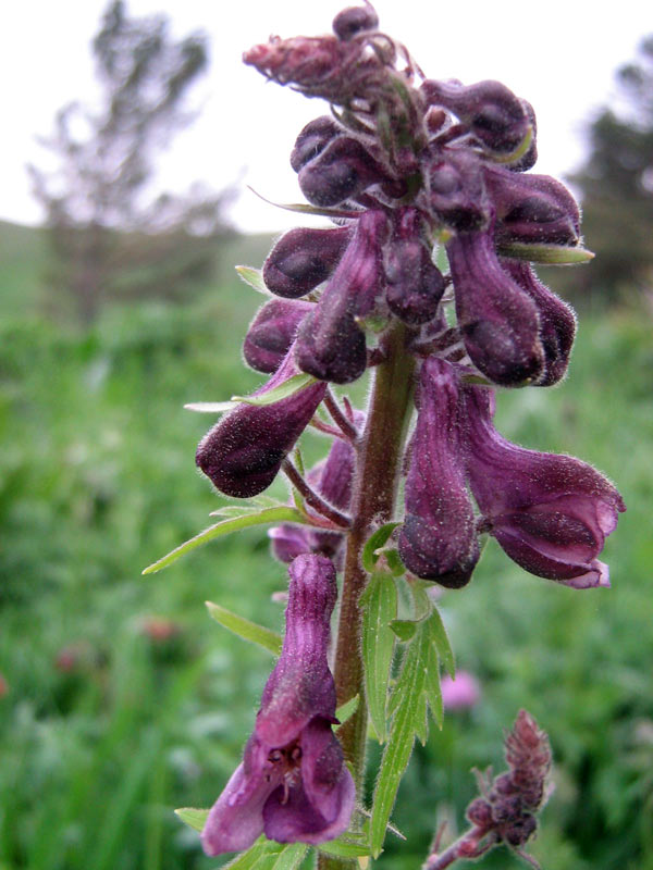 Image of Aconitum leucostomum specimen.