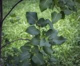 genus Syringa