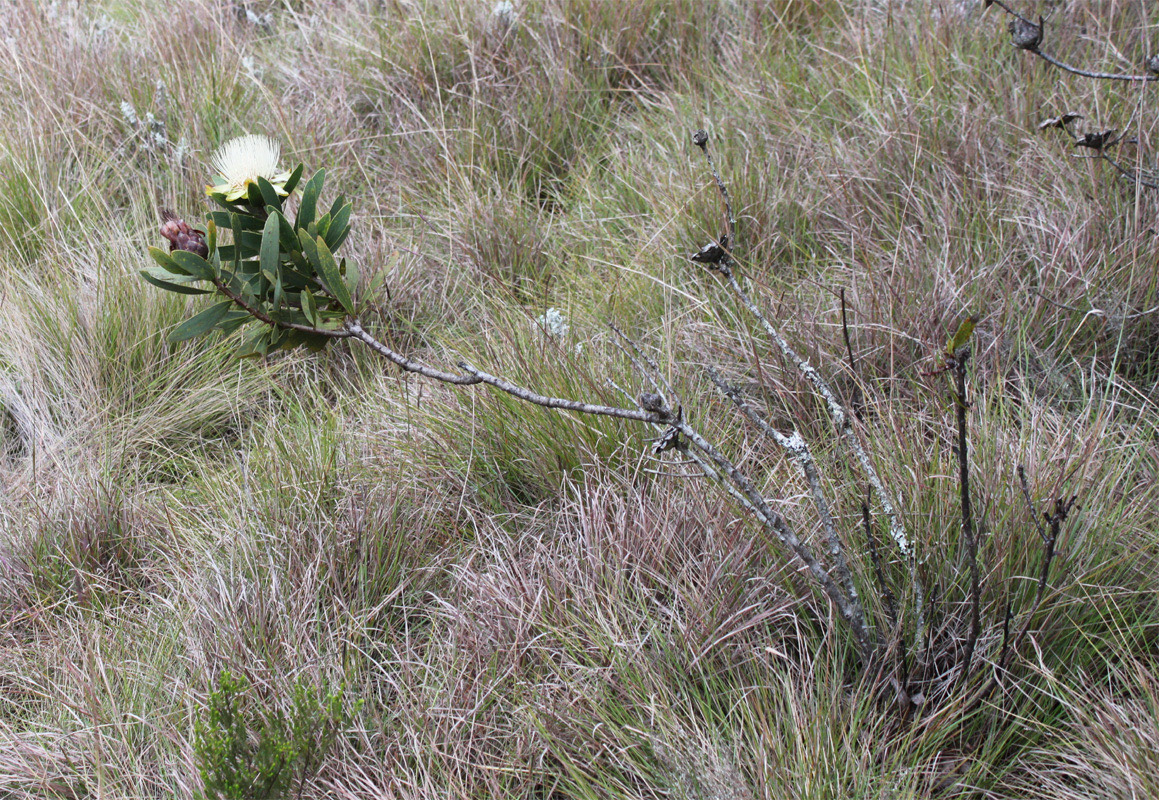 Image of Protea caffra ssp. kilimandscharica specimen.