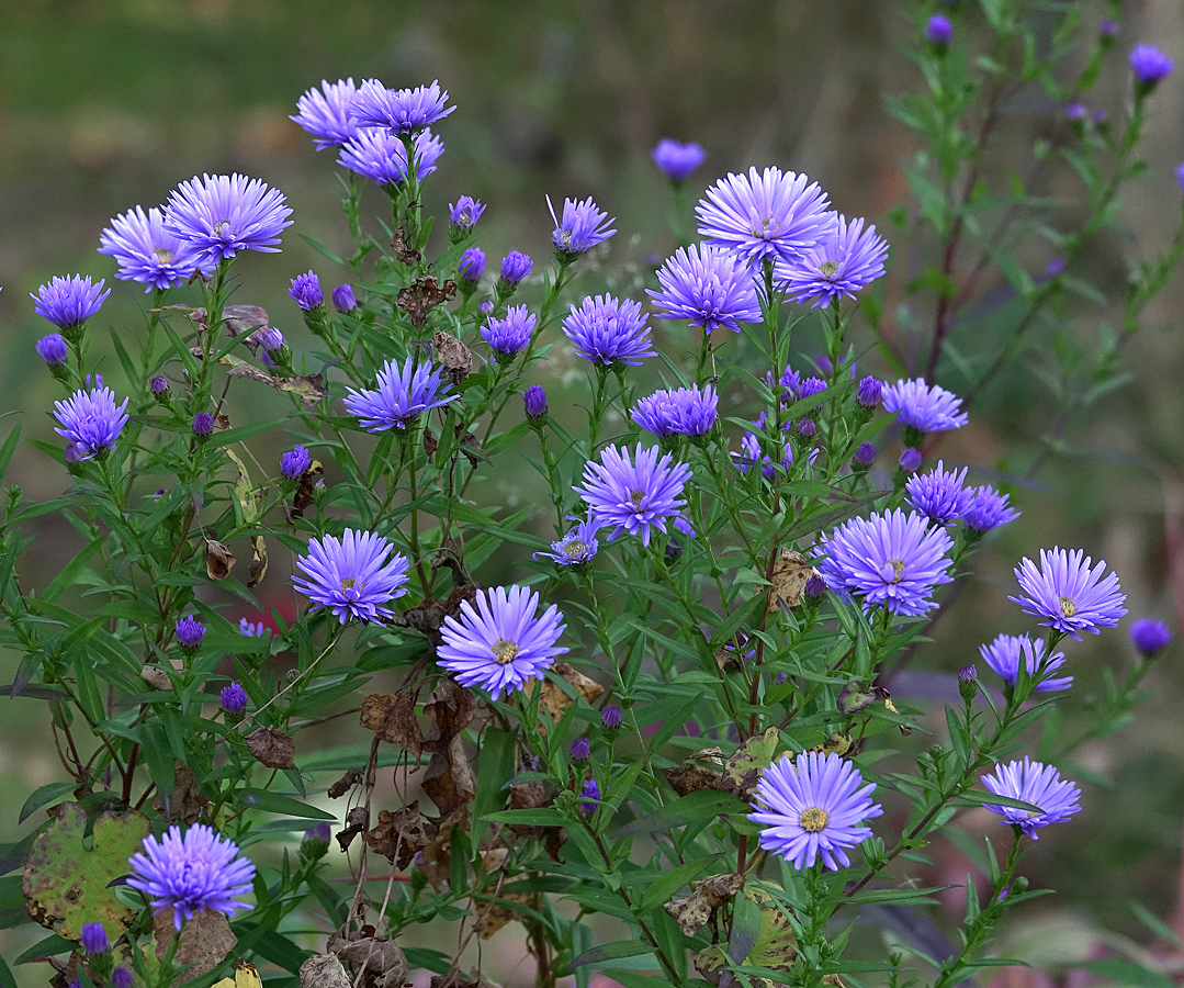 Изображение особи Symphyotrichum &times; versicolor.