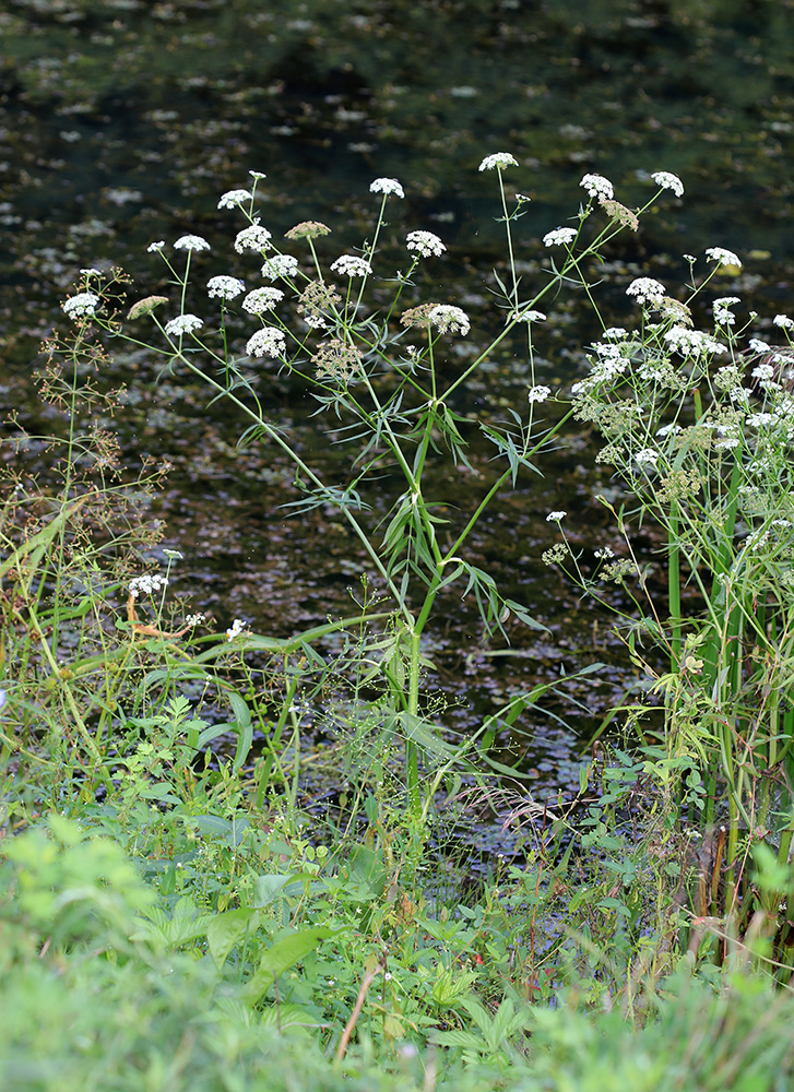 Image of Sium suave specimen.