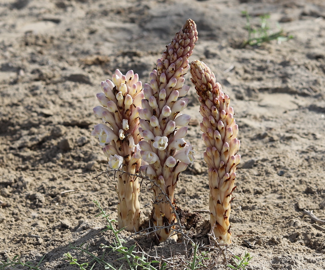 Image of genus Cistanche specimen.