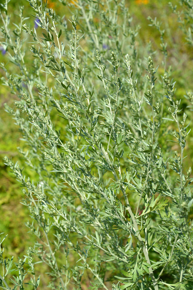 Image of Artemisia absinthium specimen.