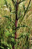 Senecio jacobaea