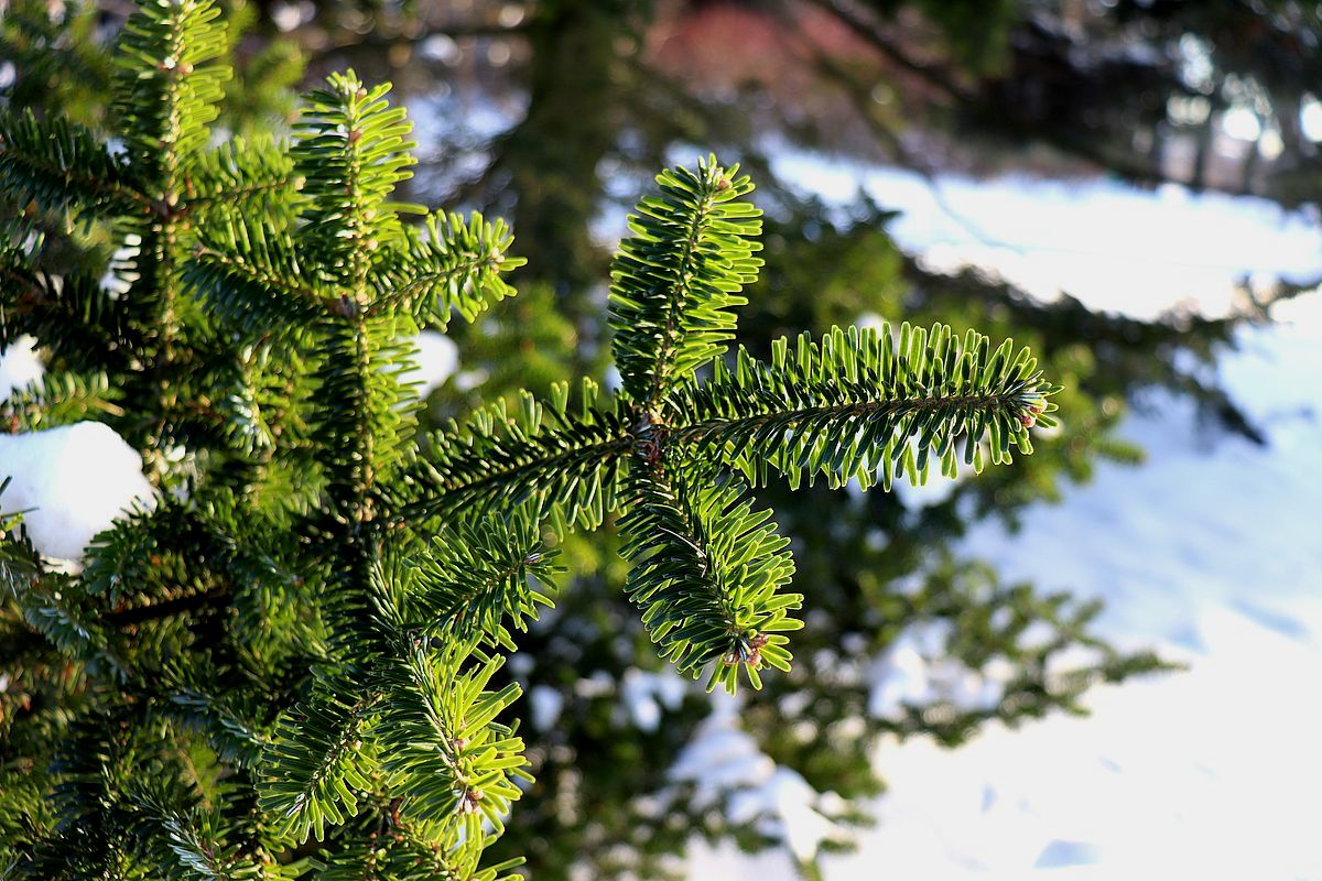 Image of Abies fraseri specimen.