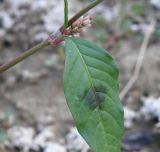 Persicaria lapathifolia. Лист. Краснодарский край, Кущёвский р-н, с. Ивано-Слюсаревское, берег пруда. 26.09.2010.