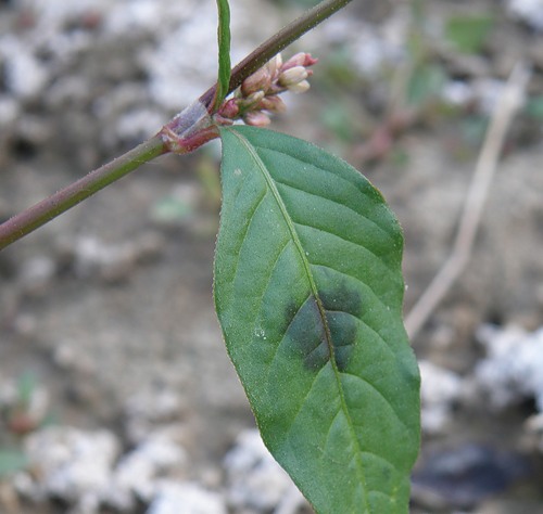 Изображение особи Persicaria lapathifolia.