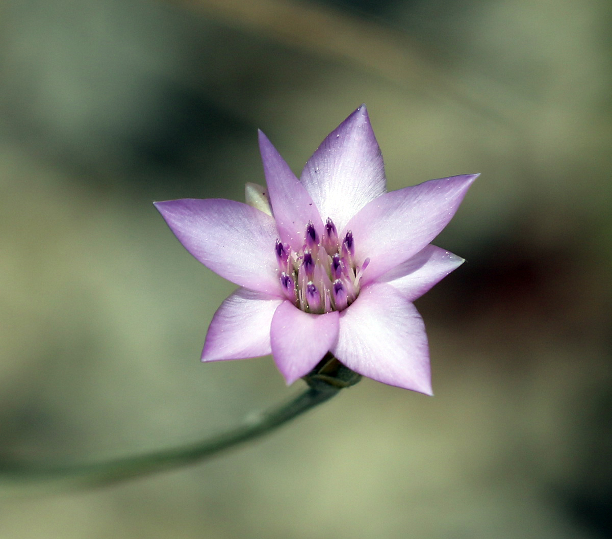 Image of Xeranthemum cylindraceum specimen.