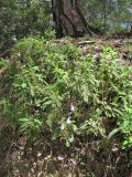 Salvia fruticosa. Цветущее растение. Греция, о. Родос, урочище Семь Источников (Επτά Πηγές), на склоне под деревьями. 5 мая 2011 г.