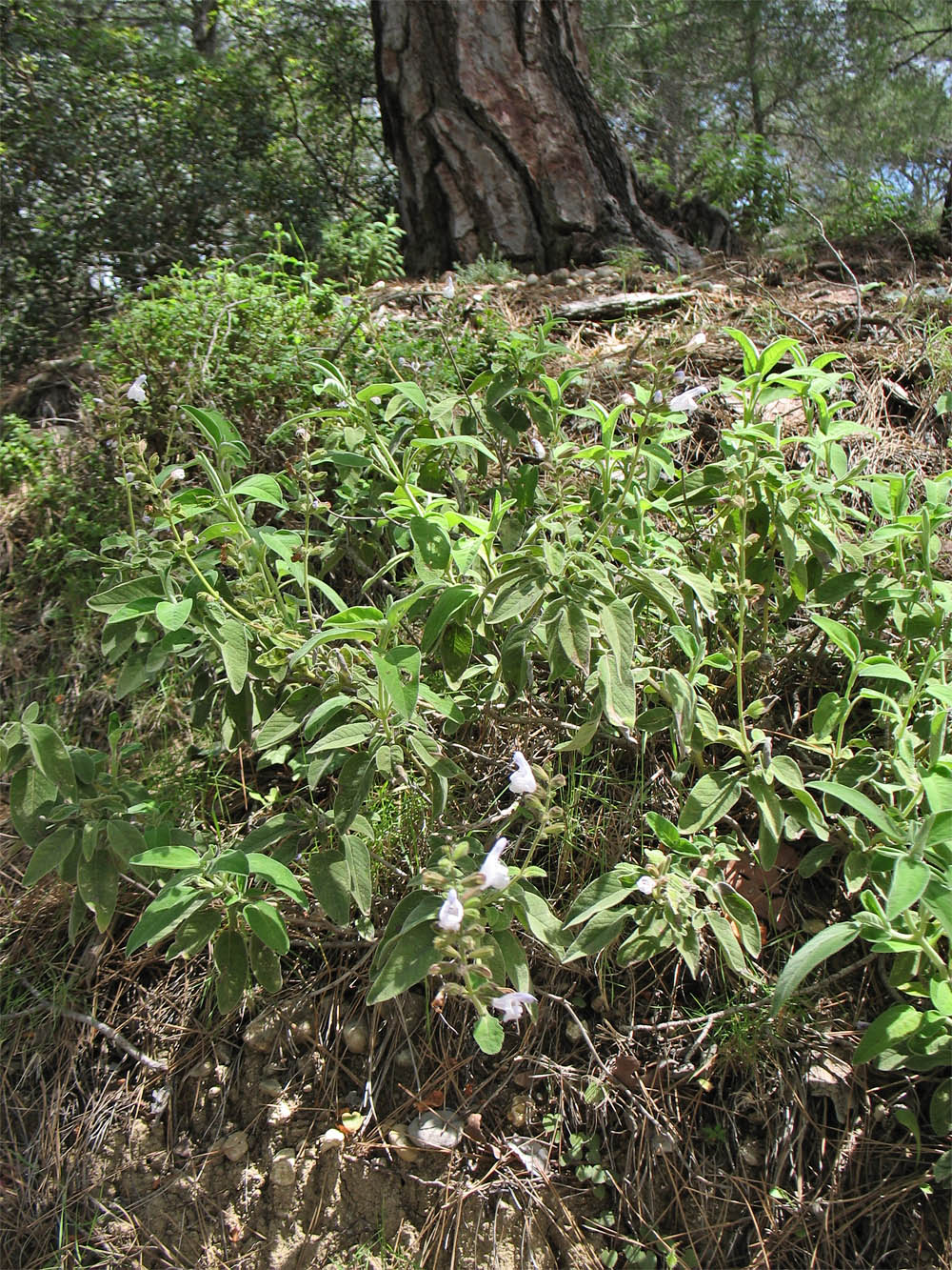 Image of Salvia fruticosa specimen.