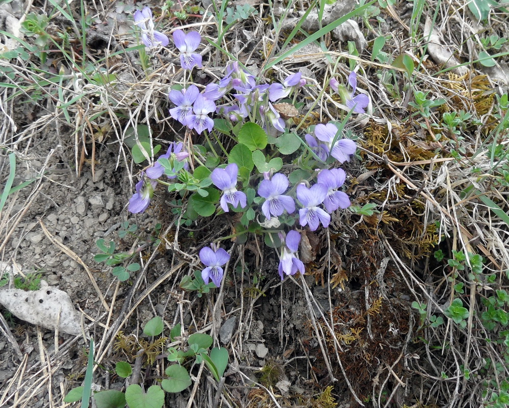 Image of Viola rupestris specimen.