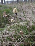 Eriophorum vaginatum