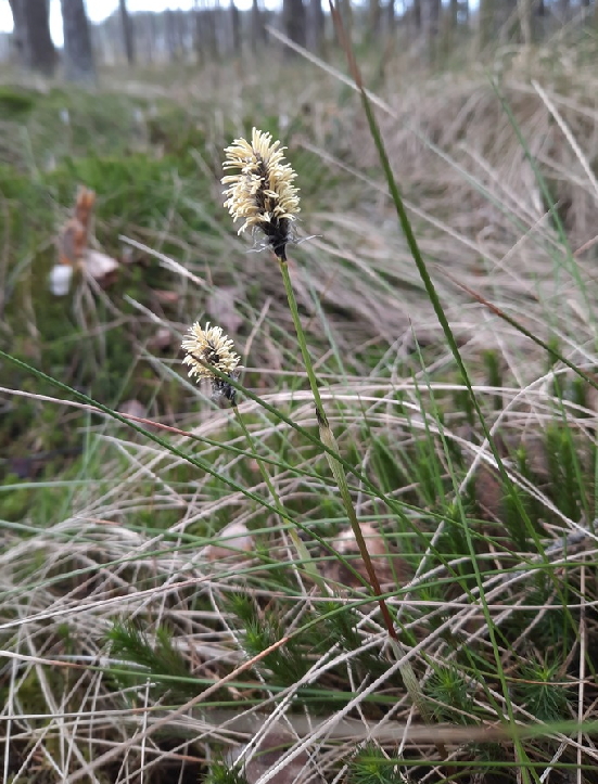 Image of Eriophorum vaginatum specimen.