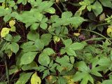 Eleutherococcus senticosus. Молодое растение в широколиственном лесу. Приморский край, Лазовский р-н, Лазовский заповедник, окр. кордона Америка. 17.08.2009.