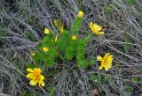 Adonis vernalis. Цветущее растение. Самарская обл., Ставропольский р-н, окр. с. Жигули, гора Лепёшка, луговой склон. 02.05.2021.