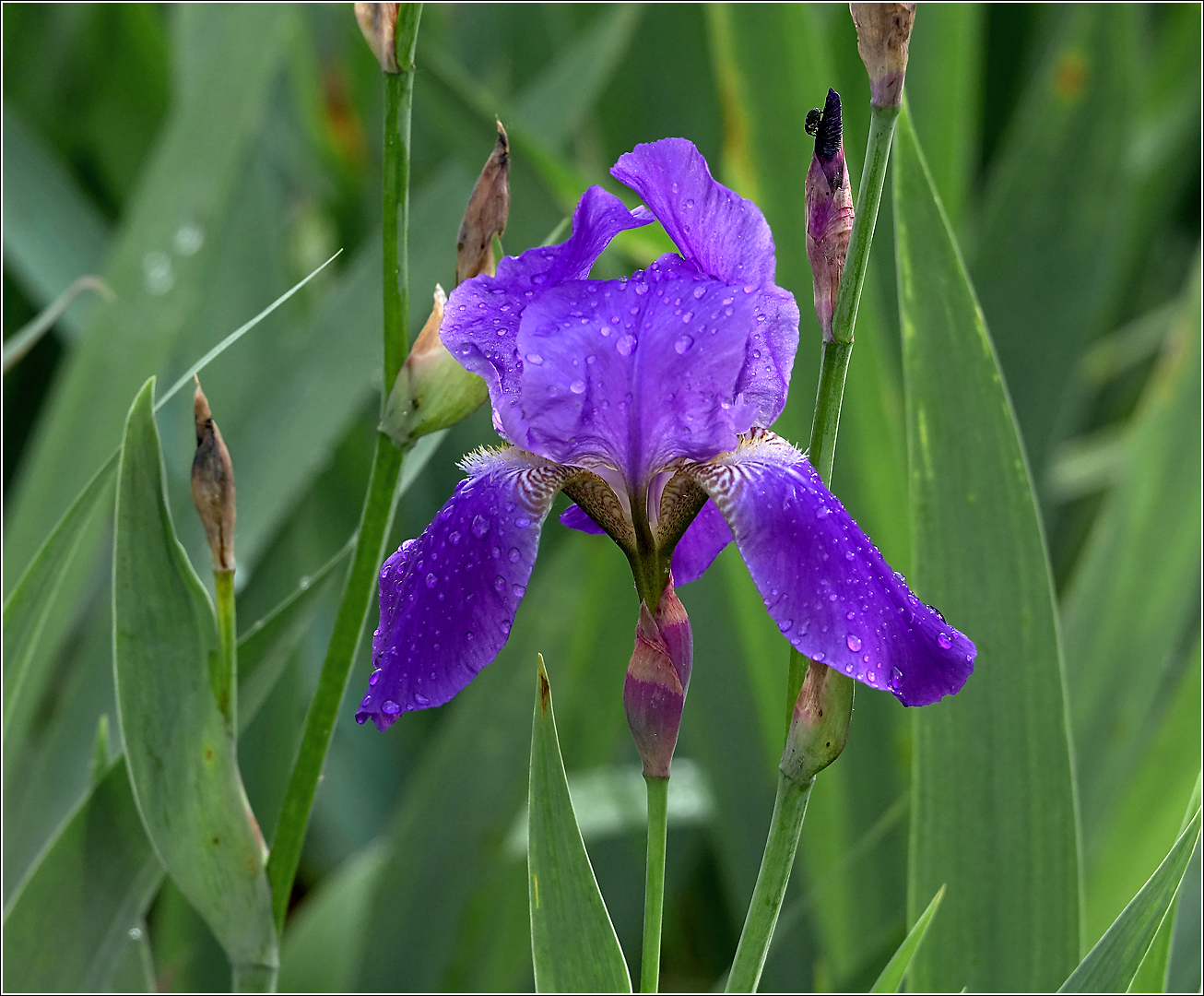 Image of Iris nyaradyana specimen.