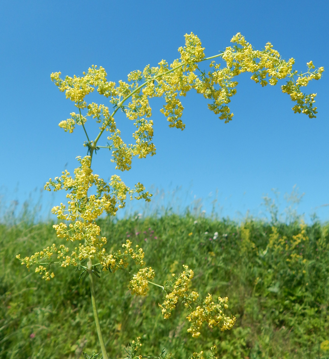 Изображение особи Galium verum.