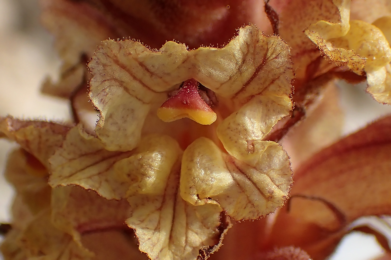 Image of Orobanche alba specimen.