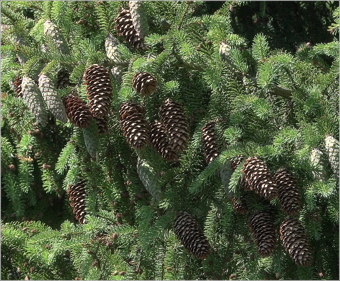 Изображение особи Picea abies.