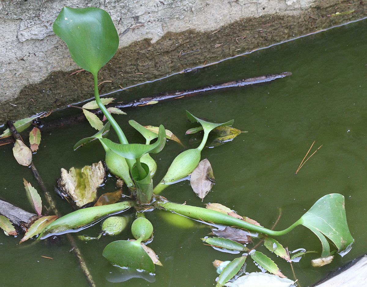 Image of Eichhornia crassipes specimen.