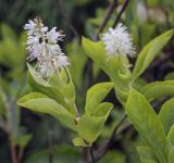 Clethra alnifolia