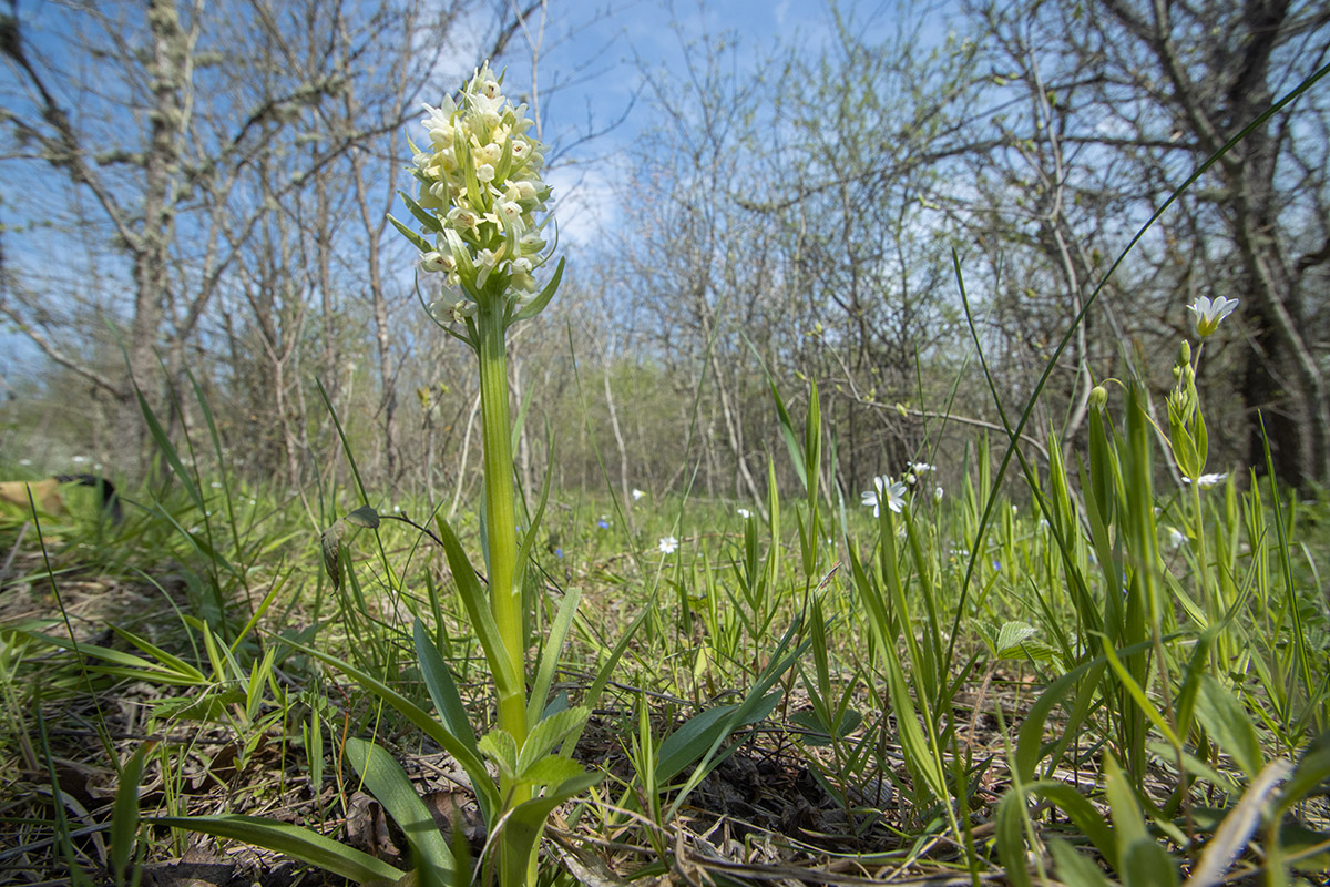 Image of Dactylorhiza romana ssp. georgica specimen.