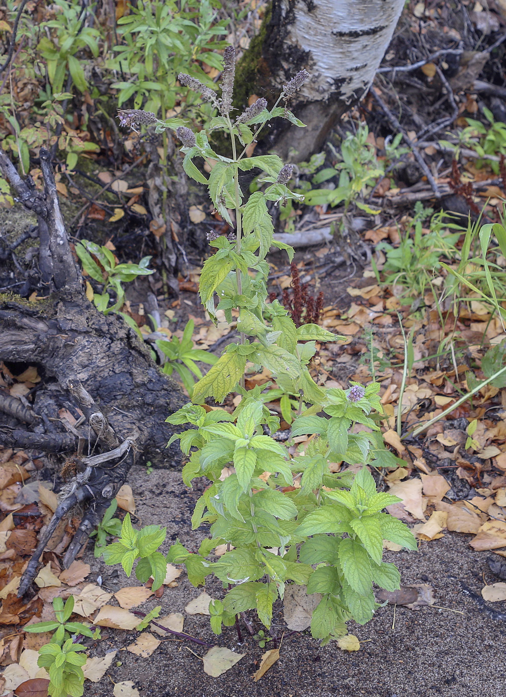 Image of Mentha longifolia specimen.