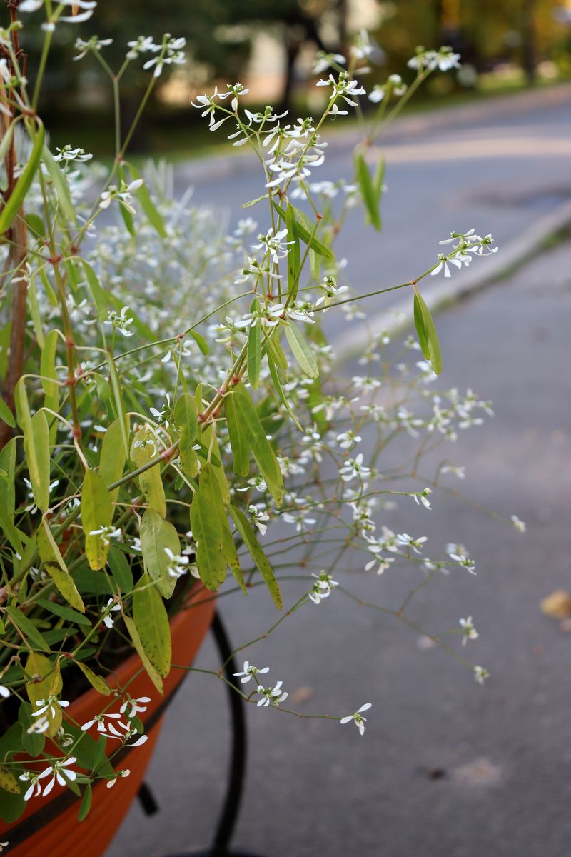 Изображение особи Euphorbia graminea.