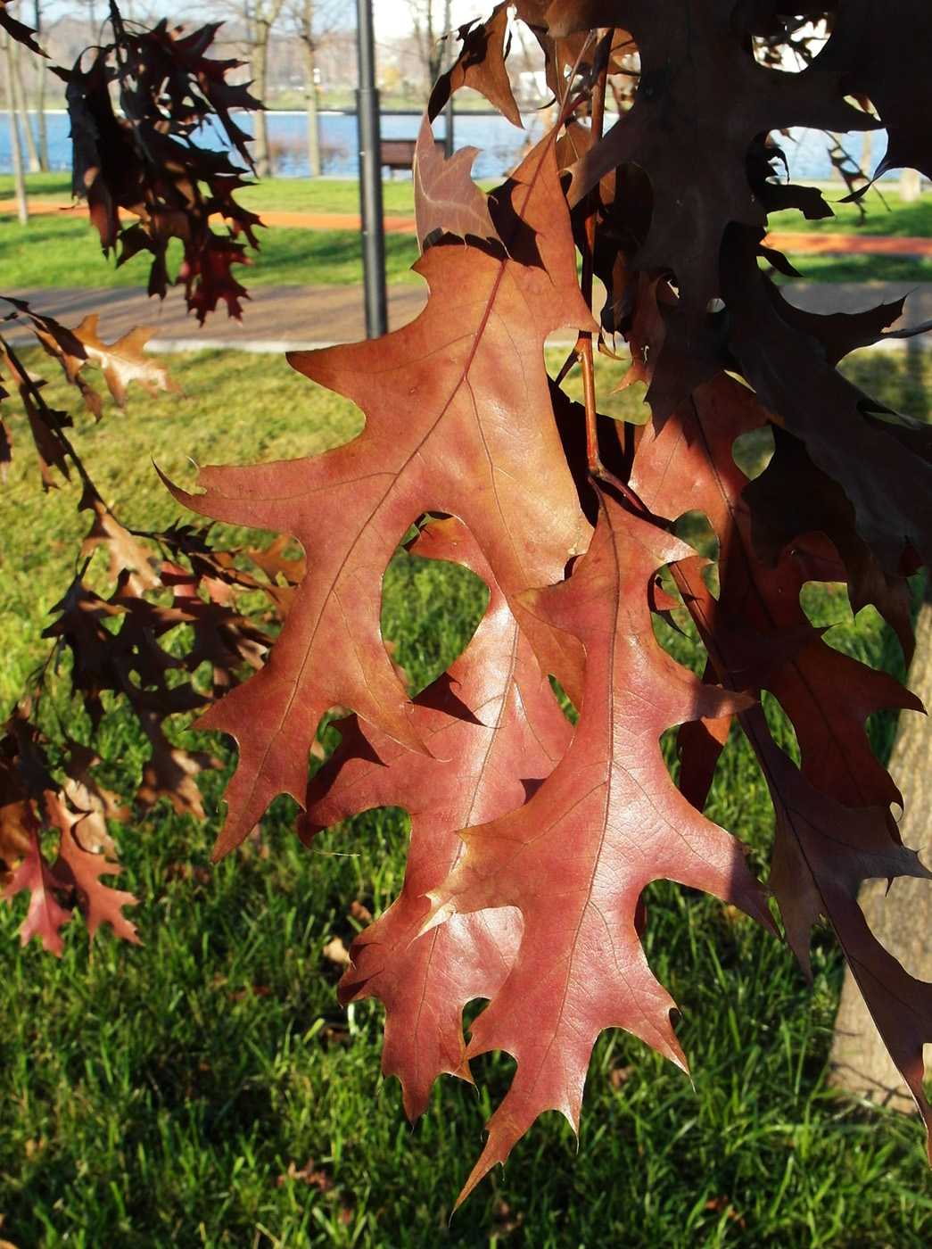 Image of Quercus palustris specimen.