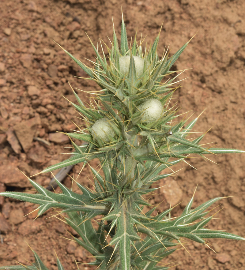 Image of Cirsium turkestanicum specimen.