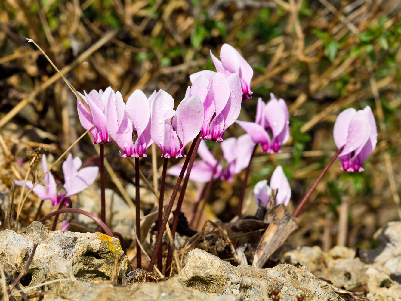 Image of Cyclamen graecum specimen.