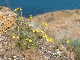 Potentilla taurica