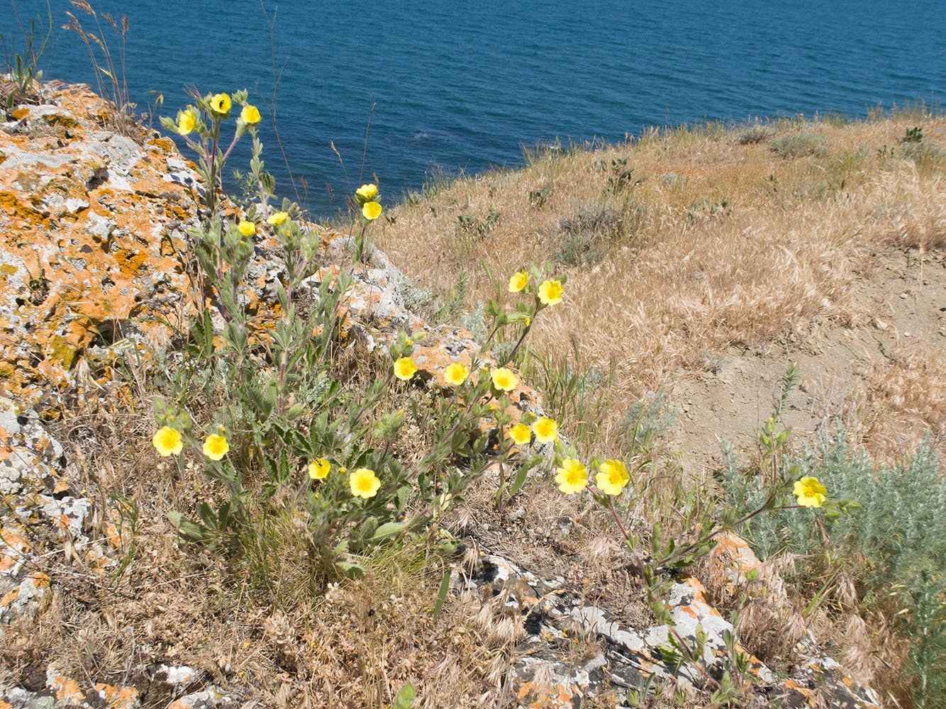 Изображение особи Potentilla taurica.